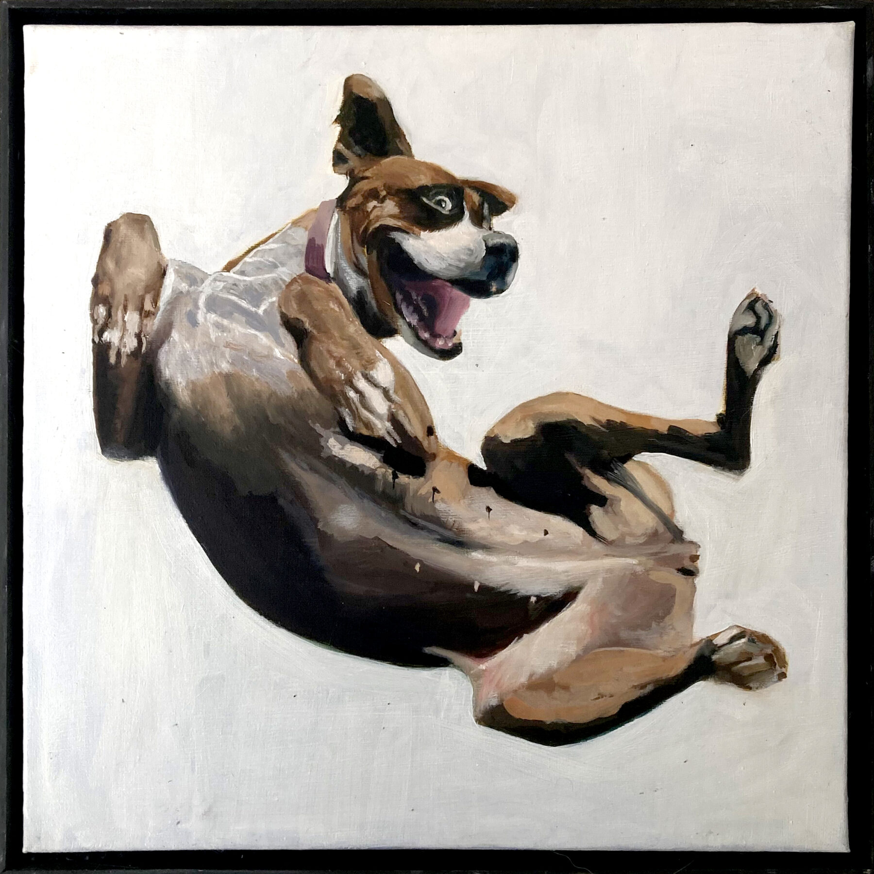 "Kanelle" Boxer français semblant bondir du sol avec un air très joyeux.